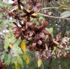 Cordia trichotoma