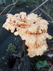Laetiporus cincinnatus