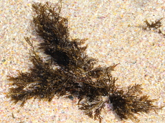 Carpophyllum plumosum