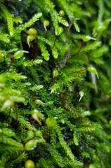 Sciuro-hypnum populeum