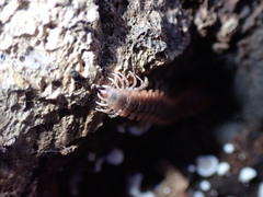 Pseudopolydesmus