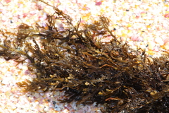 Carpophyllum plumosum