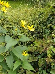 Helianthus tuberosus