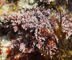 Amphiroa anceps