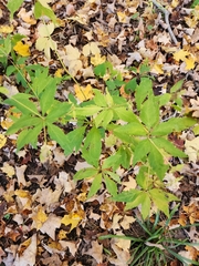 Sanicula marilandica