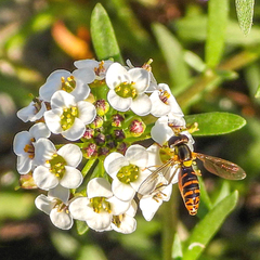 Sphaerophoria rueppellii