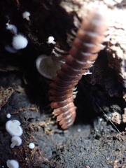 Pseudopolydesmus