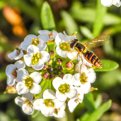 Sphaerophoria rueppellii