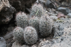 Escobaria tuberculosa