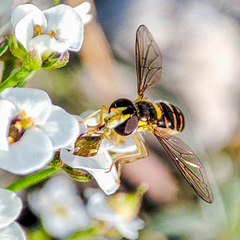 Sphaerophoria rueppellii