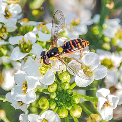 Sphaerophoria rueppellii