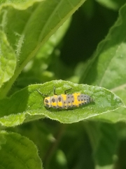 Hippodamia convergens