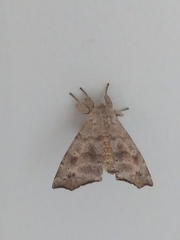 Apatelodidae
