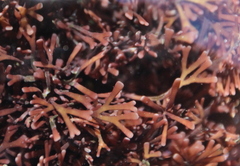 Melanthalia abscissa