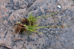 Carex ledebouriana