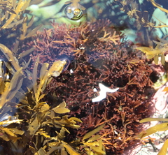 Melanthalia abscissa