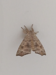 Apatelodidae