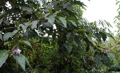 Solanum grandiflorum