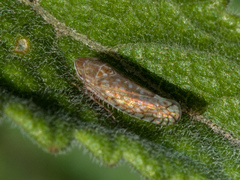 Mesamia
