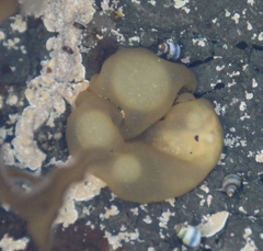 Colpomenia claytoniae