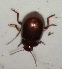 Chrysolina staphylaea