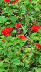 Eudaminae