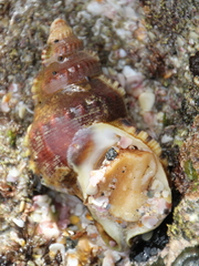 Ranella australasia