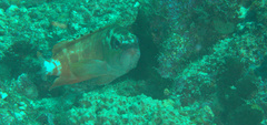 Epinephelus fasciatus