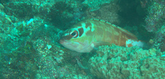 Epinephelus fasciatus