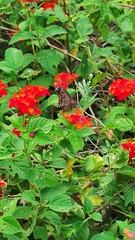 Eudaminae