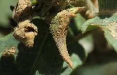 Disholcaspis pedunculoides