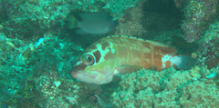 Epinephelus fasciatus