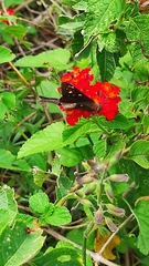 Eudaminae