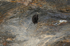 Myotis