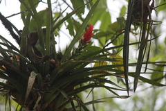 Guzmania monostachia