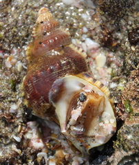 Ranella australasia