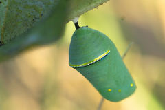 Danaus gilippus