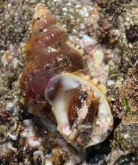 Ranella australasia