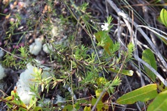 Gratiola hispida