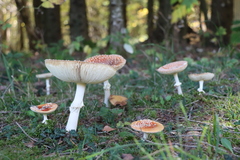 Amanita