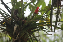 Guzmania monostachia