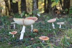 Amanita
