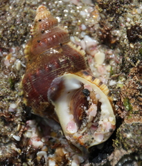 Ranella australasia