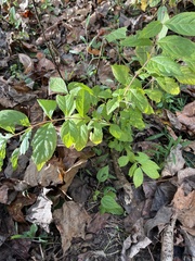 Callicarpa dichotoma
