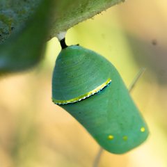 Danaus gilippus