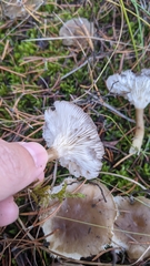 Ampulloclitocybe