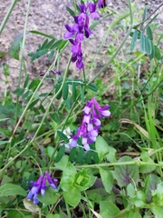 Vicia villosa