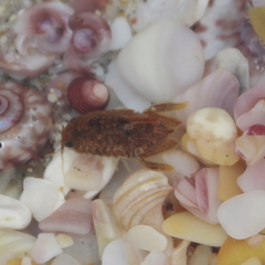Isocladus armatus
