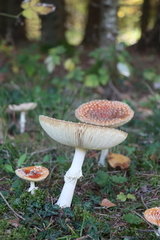 Amanita