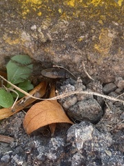 Eunemobius carolinus